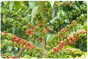 labour intensive coffee growing